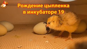 Рождение цыпленка за 7 минут в инкубаторе 19