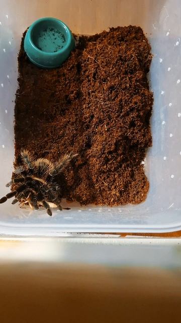 Первая саранча для моего паука.mp4