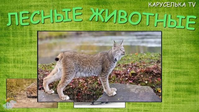 Лесные животные Учим животных для детей Звуки животных Развивающие мультики для малышей