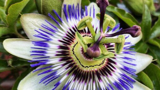 пассифлора ПАССИФЛОРА ПОСАДКА! наизнанку изсемян посадка нарассаду пассифлораизсемян пассифл