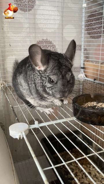 Шиншилла ест семечки