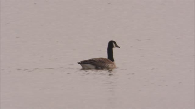 Канадская Казарка Branta canadensis наблюдение птиц в Новгородской области 24 апреля 2026