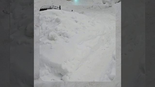 1000056966.mp4 (Собака наблюдает за устройством лестницы на 2-ой этаж в доме А-фрейм)