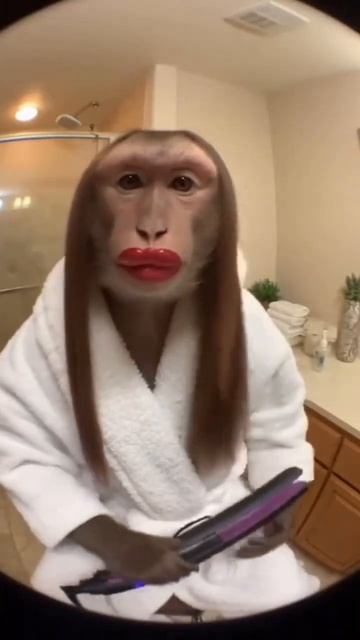 Обезьянка сидит в халате, выпрямляет волосы, с накрашенными губами, надувает губы в камеру #мем