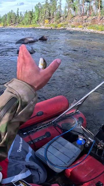 АЦЦКИЙ КЛЁВ