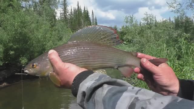 Охота и Рыбалка 2026 в ТАЙГЕ ТАЙМЕНЬ на Спиннинг БЛЕСНА Ловля на ПОПЛАВОК ХАРИУСА Сибирь УАЗ оффроад