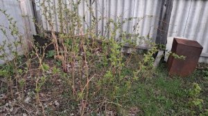 24.04.2026г. 7 утра. Не образцовая дача.