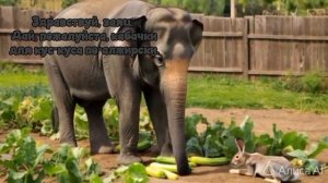 Кус-кус по-алжирски