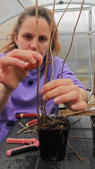 Весенняя обрезка метельчатой гортензии.