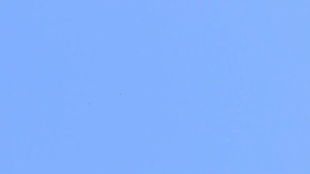 18.04.2026. Безкружные голуби, Чуманова Виталия.