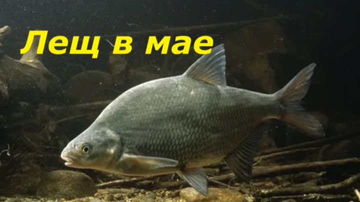 НАЖИВКИ И ПРИКОРМКА ДЛЯ ЛОВЛИ ЛЕЩА В МАЕ!