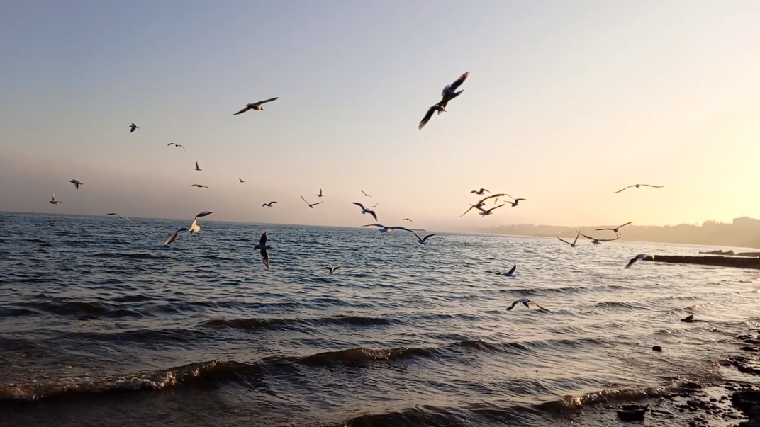 Приморский пляж. Кормим чаек