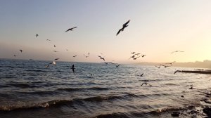 Приморский пляж. Кормим чаек