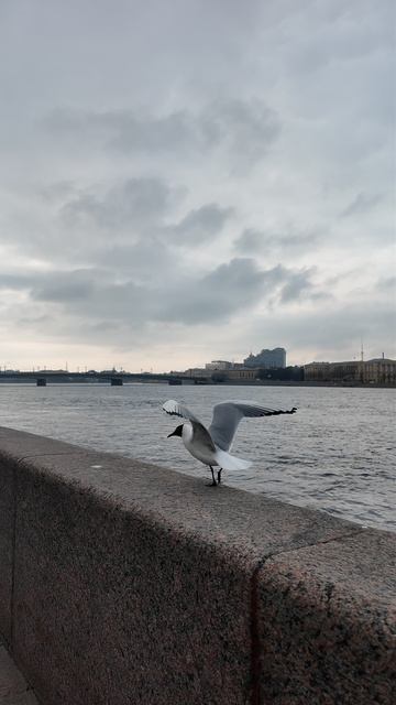 Питерские чайки #питер #чайки