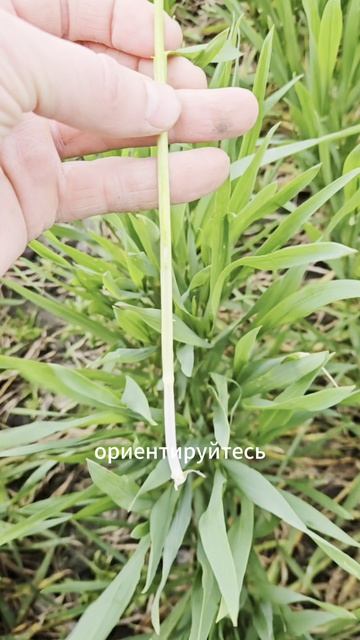 Климат меняется  работы в поле сдвигаются агроном сельскоехозяйство озимаяпшеница пшеница