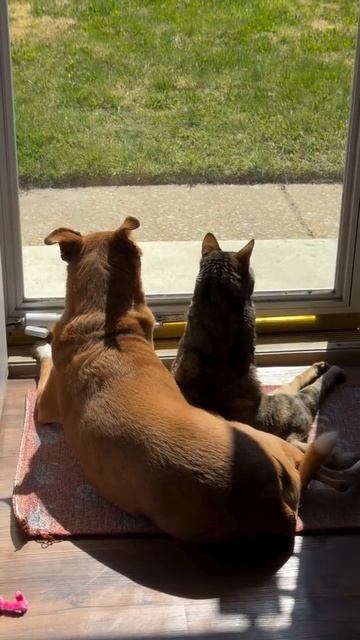 MOV_20260424_135325_984.mp4