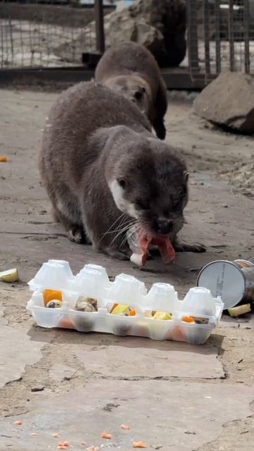 Показательное кормление выдр Макса и Луши