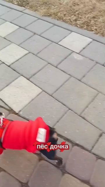 Моя любимая Пёсдочка 😆😆😆

#юмо #смех #шутка #собака #щенок