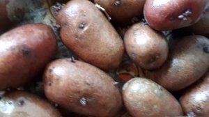 2376. ВПЛ,подготовка картофеля к посадке.