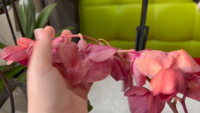 Орхидеи без точки роста! Есть ли право на жизнь?!