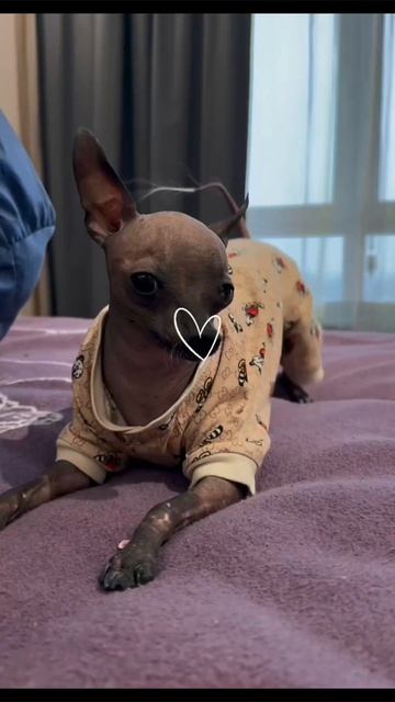 #собака #мия #любовь #друг #москва #россия #актуальное