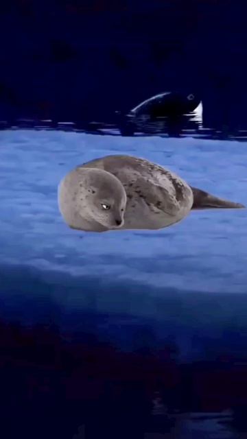 -_из лайка_- :