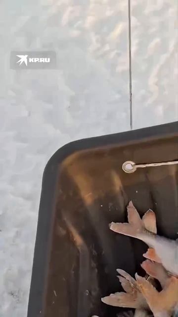 ПОЗИТИВЧИК № 0005 — «Лиса воровка»