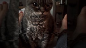 🫪✨ trillium edit #shorts