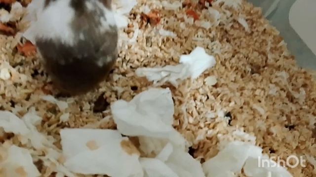 Хомячка сделала два гнезда. Я в шоке!