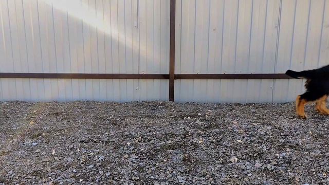 Tahlwind Wallischer Emanzhi 