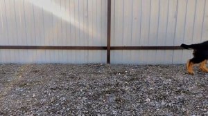 Tahlwind Wallischer Emanzhi 🧡