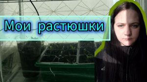 Моя рассада