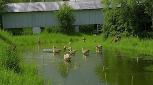 Звук природы. Королёк красноголовый в деревне у пруда