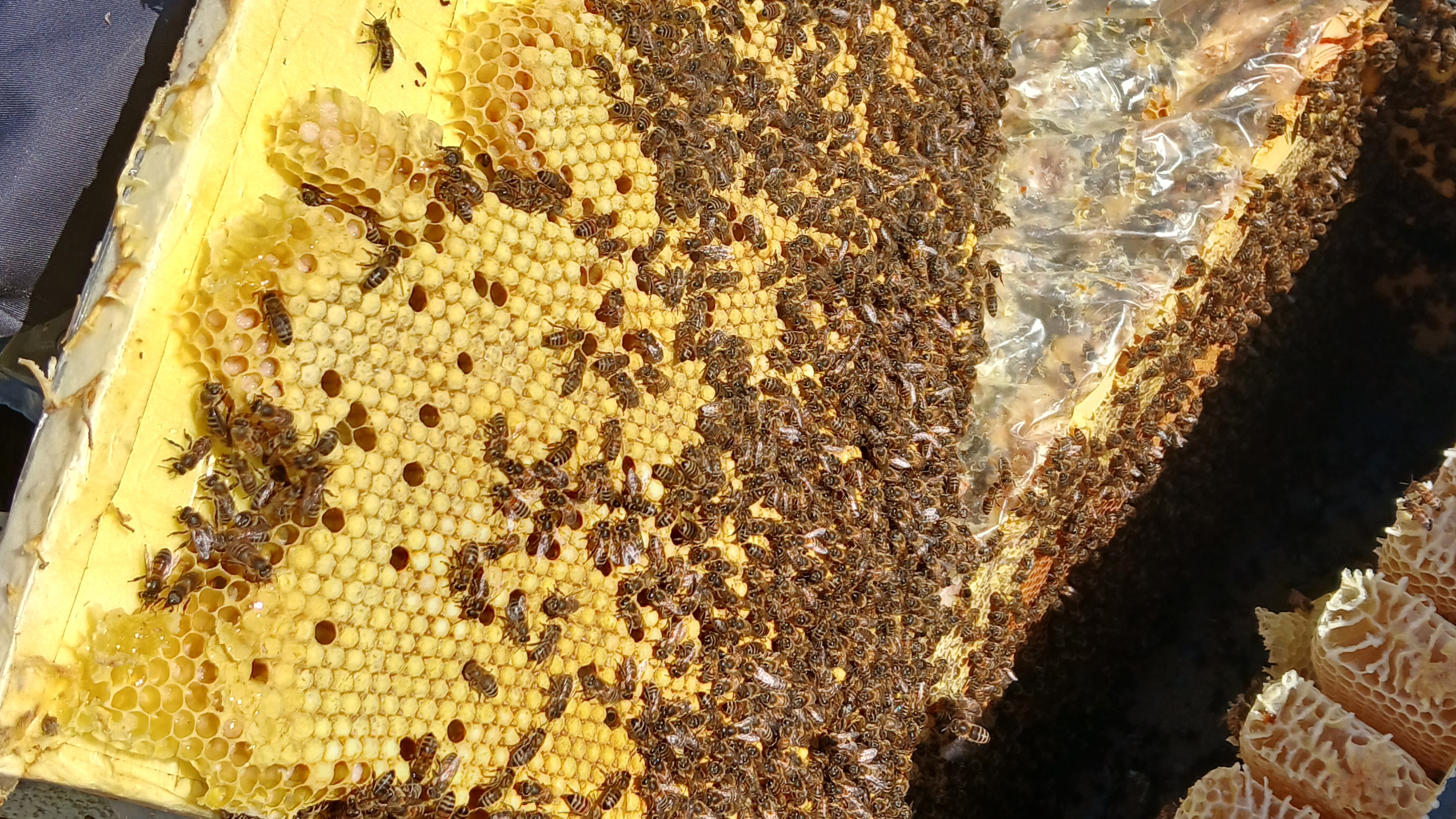 Пасечный апрель. Опоздал с расширением. В меду как свин