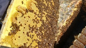 Пасечный апрель. Опоздал с расширением. В меду как свин