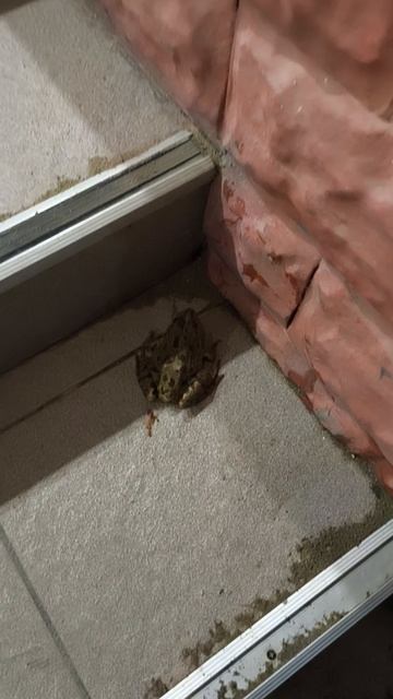 И вот пришла лягушка...