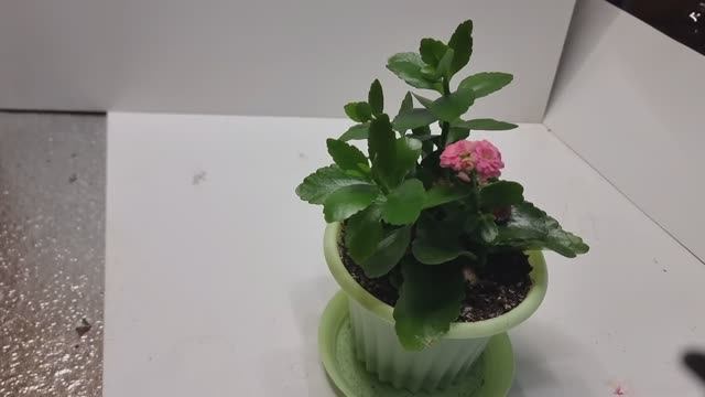 Капельный полив для домашних цветов.