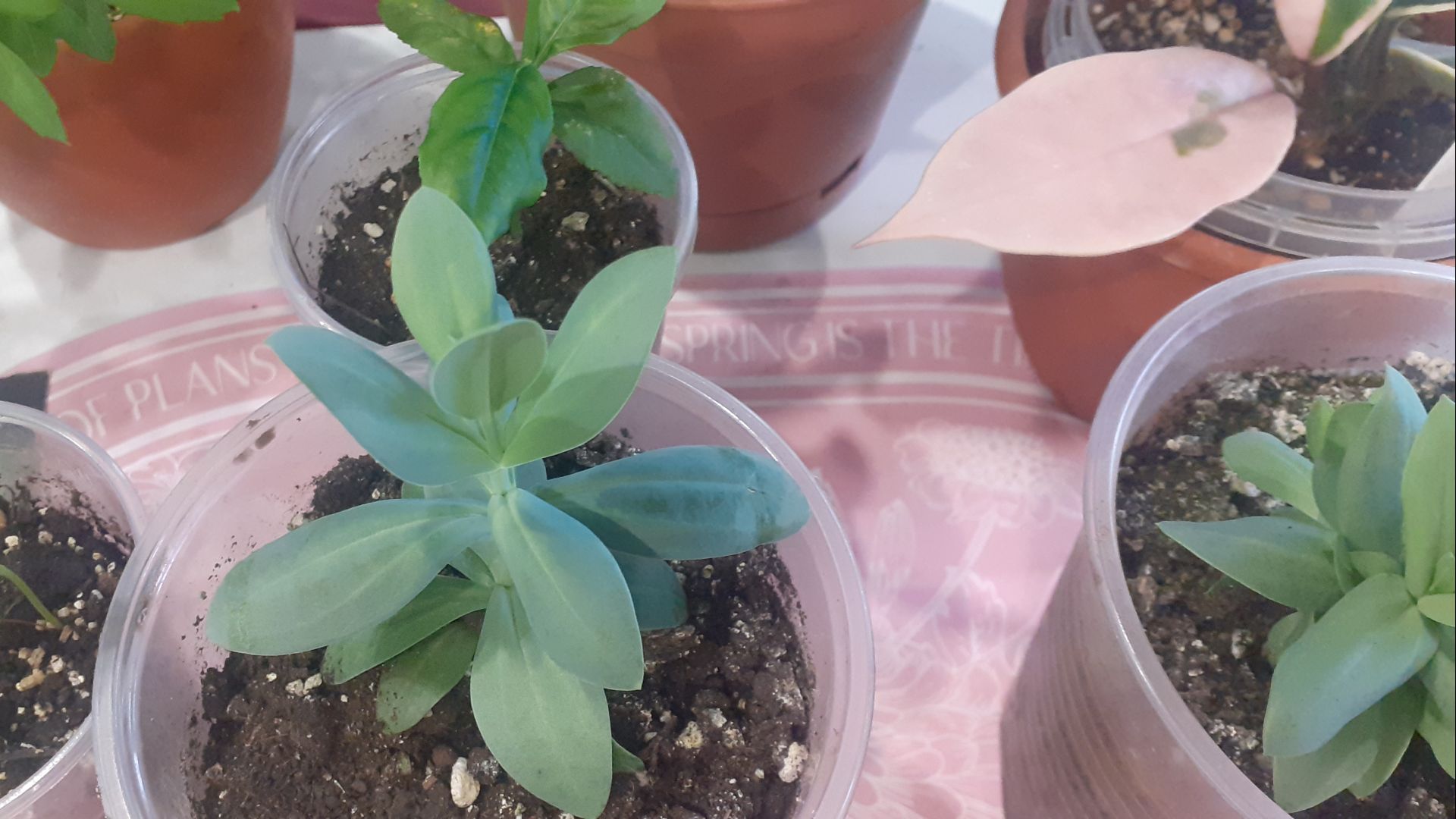 24.04.2026 Рязанская область: огородно-цветниковые работы в перерывах между дождями и снегом.