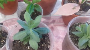 24.04.2026 Рязанская область: огородно-цветниковые работы в перерывах между дождями и снегом.