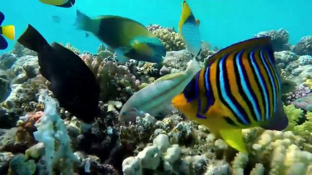 Подводный мир Красного моря. Египет.