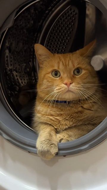 Хозяин барин, где хочу там и лежу 😂