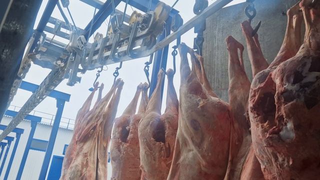 Элеватор полосового пути опуска туш КРС с синхронизатором