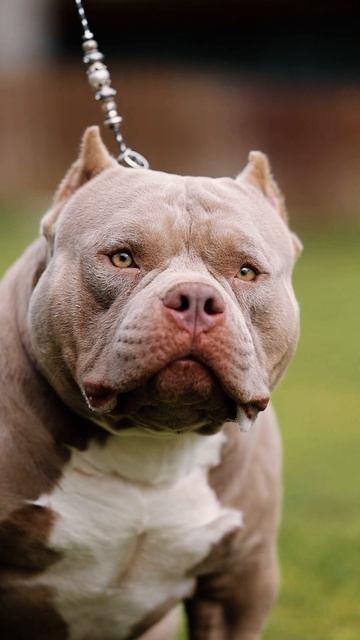 Таких щенят вы еще не видели! И вряд ли когда-то еще сможете увидеть! Настоящий эксклюзив питомника!