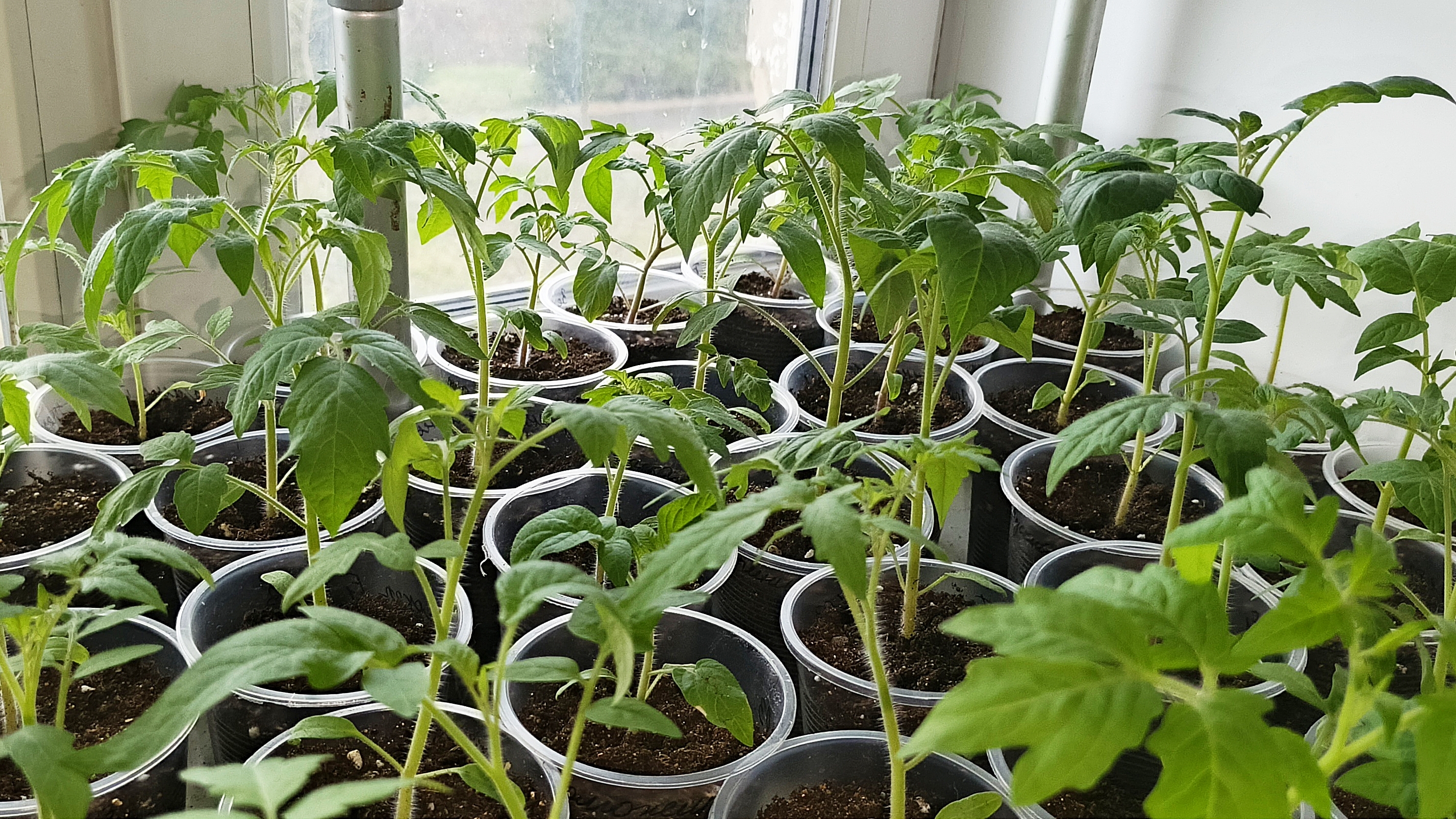 24.04.26 Рассаде томатов месяц.Без досветки и подкормок рассада не хуже