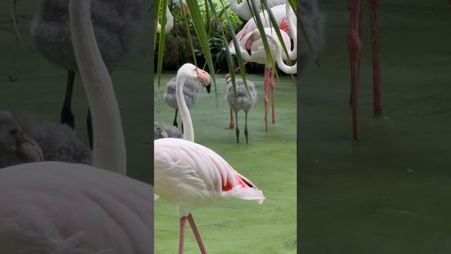 Зоопарк в Тайланде