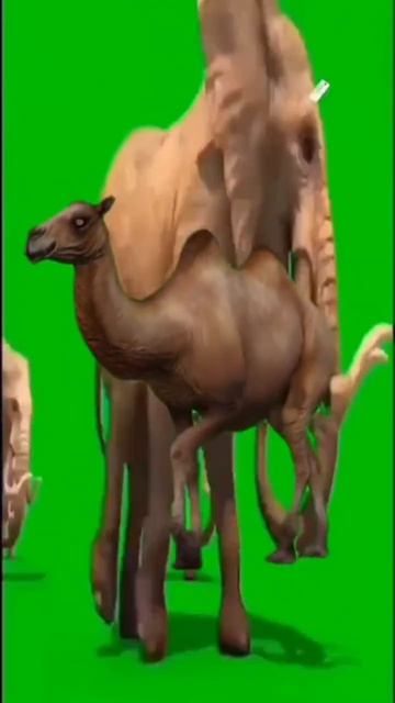 футаж слоников!😀