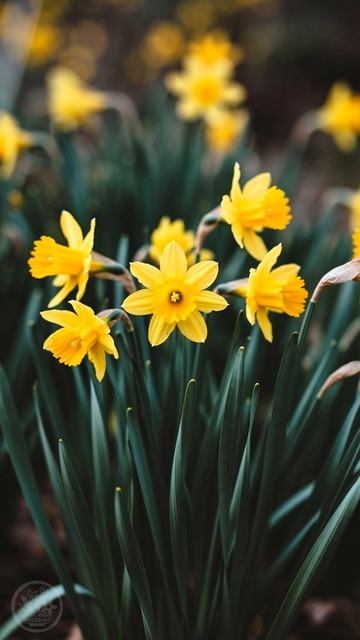 Нарциссы.