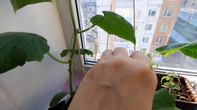 Сварила сгущёнку! Огород на подоконнике!