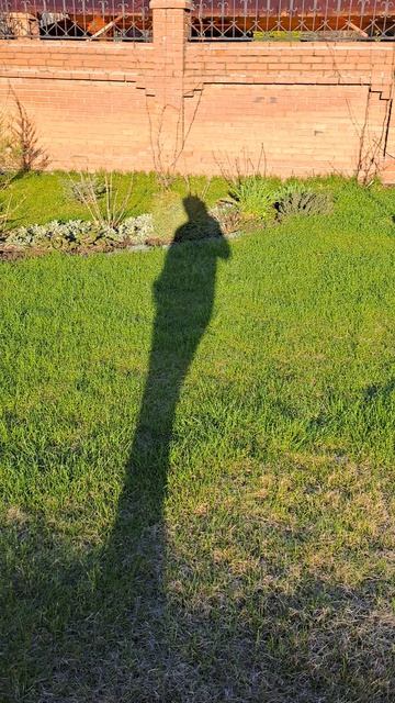 Наш сад. Газон после зимней спячки...