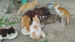 24 апреля домашний миниприют кошек. 🐱🥣